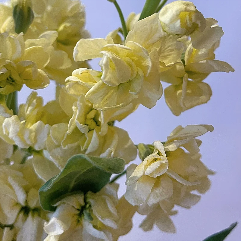 🌈Eternal love - Violet✨Decorate Your Garden🌸