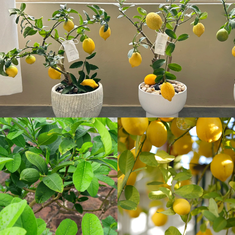 Lemon Bonsai Tree