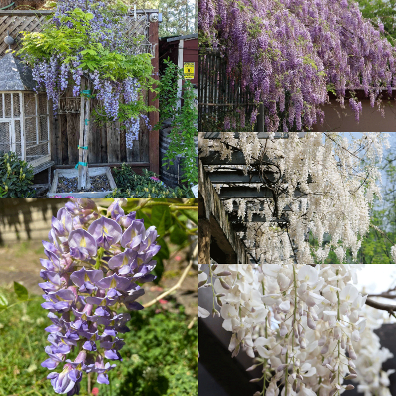 🪻Nature's Cascading Beauty🌿Wisteria💜30% OFF