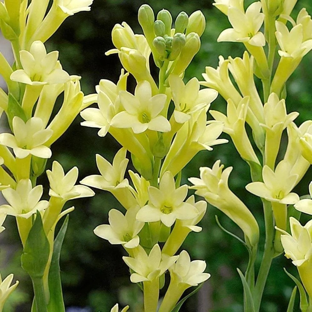💗Special Promotions🌟Tuberose🌸30% off🪴