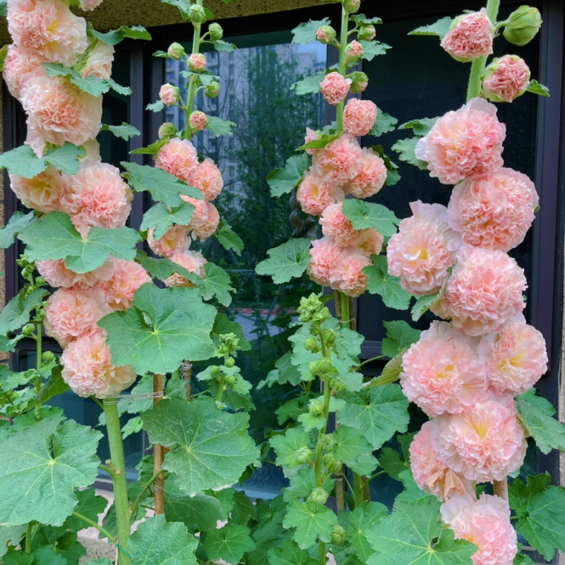 🌸Schöne lineare Pflanze🌈Doppelte Stockrose Samen🍁Im Herbst gepflanzt