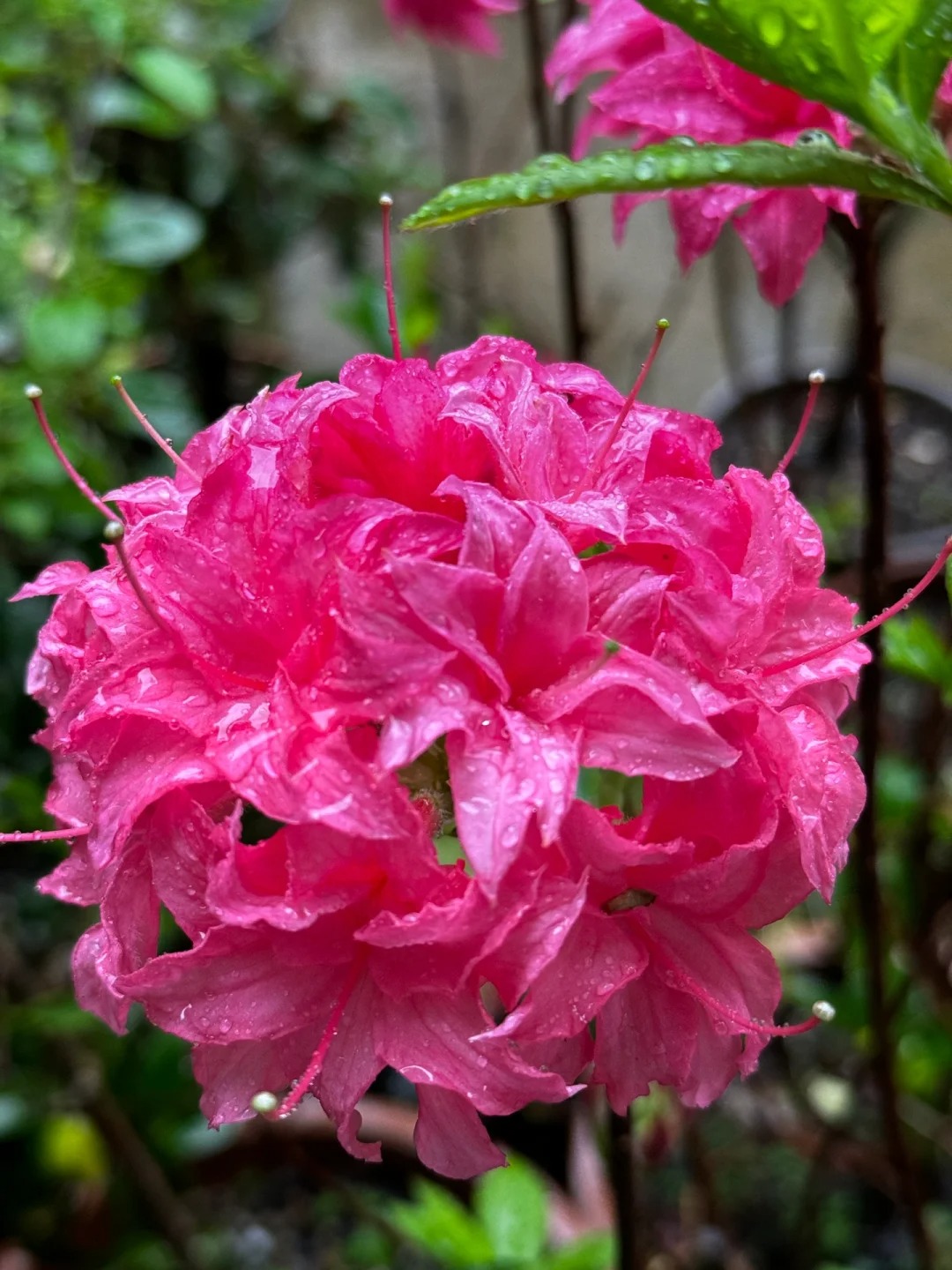 Deciduous Rhododendron