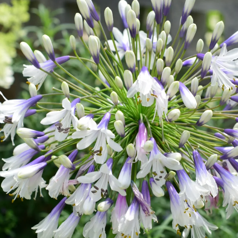 💗The flower of love🌱Agapanthus Africanus Seeds