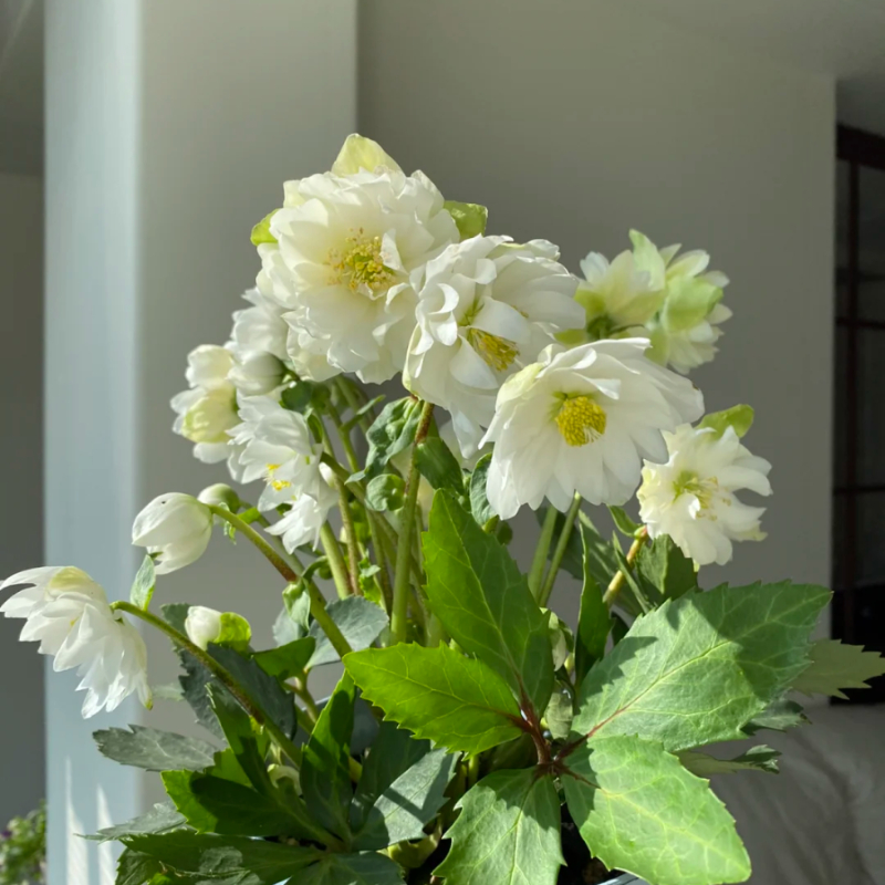 🎄Romantische Weihnachtsrose🧑‍🎄hochwertige Samen