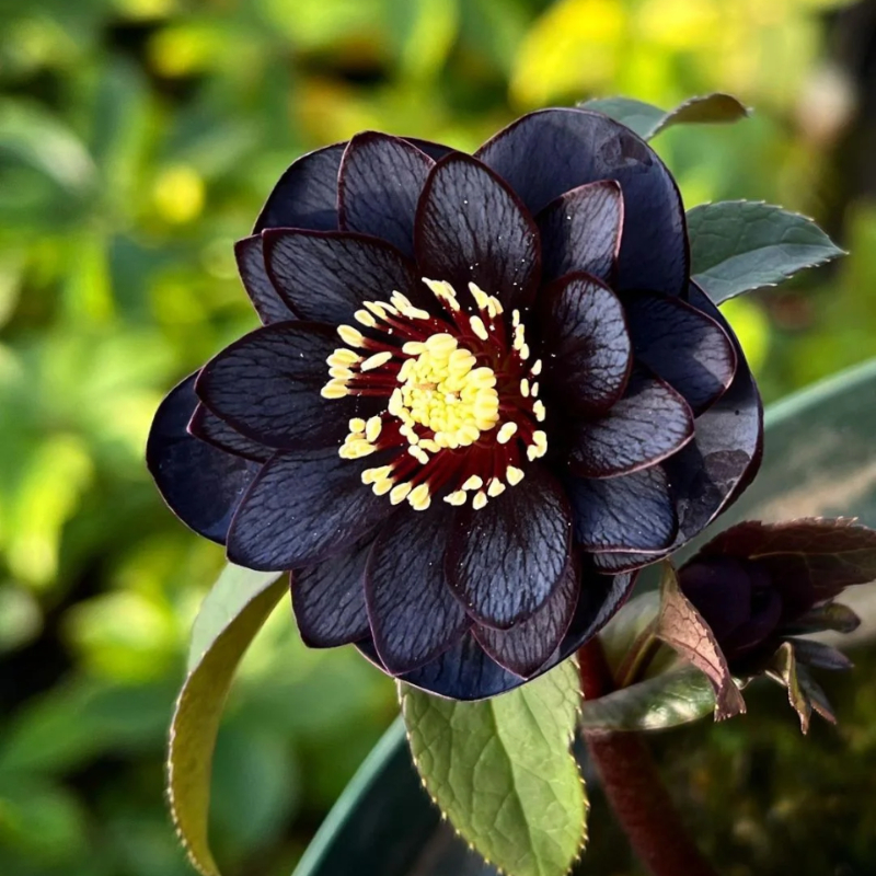 🎄Romantische Weihnachtsrose🧑‍🎄hochwertige Samen