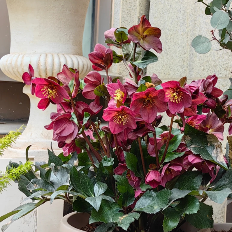 🎄Romantische Weihnachtsrose🧑‍🎄hochwertige Samen