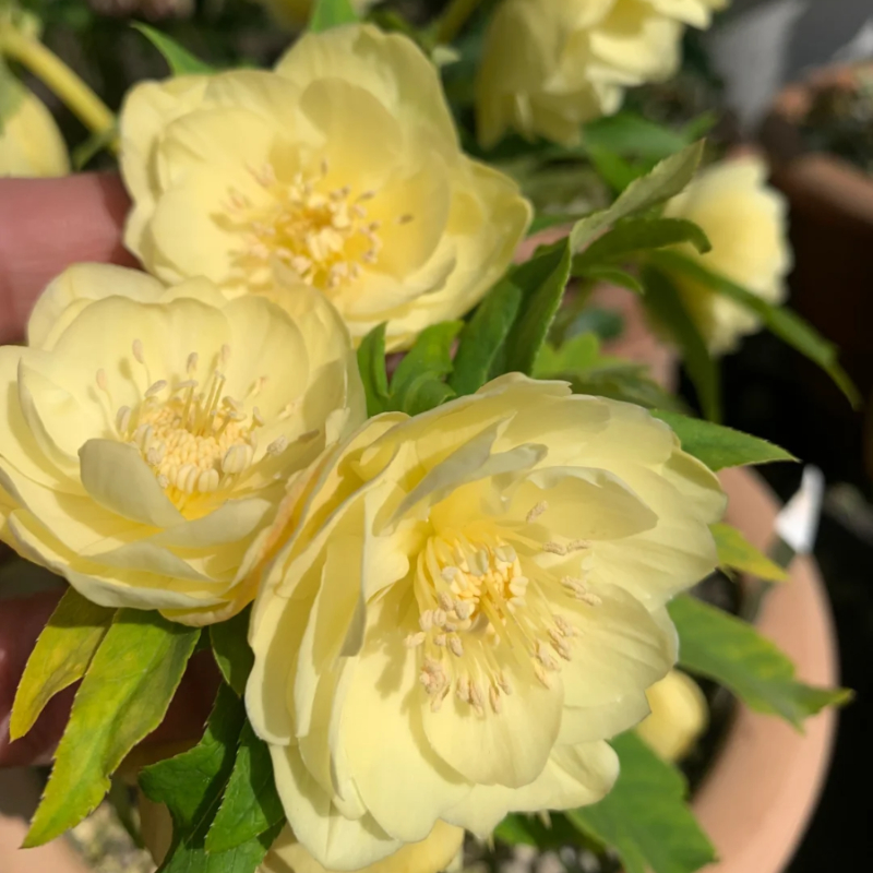 🎄Romantische Weihnachtsrose🧑‍🎄hochwertige Samen