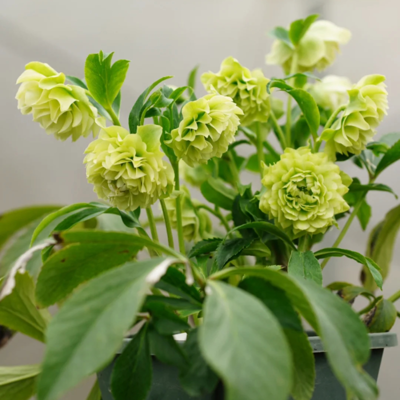 🎄Romantische Weihnachtsrose🧑‍🎄hochwertige Samen