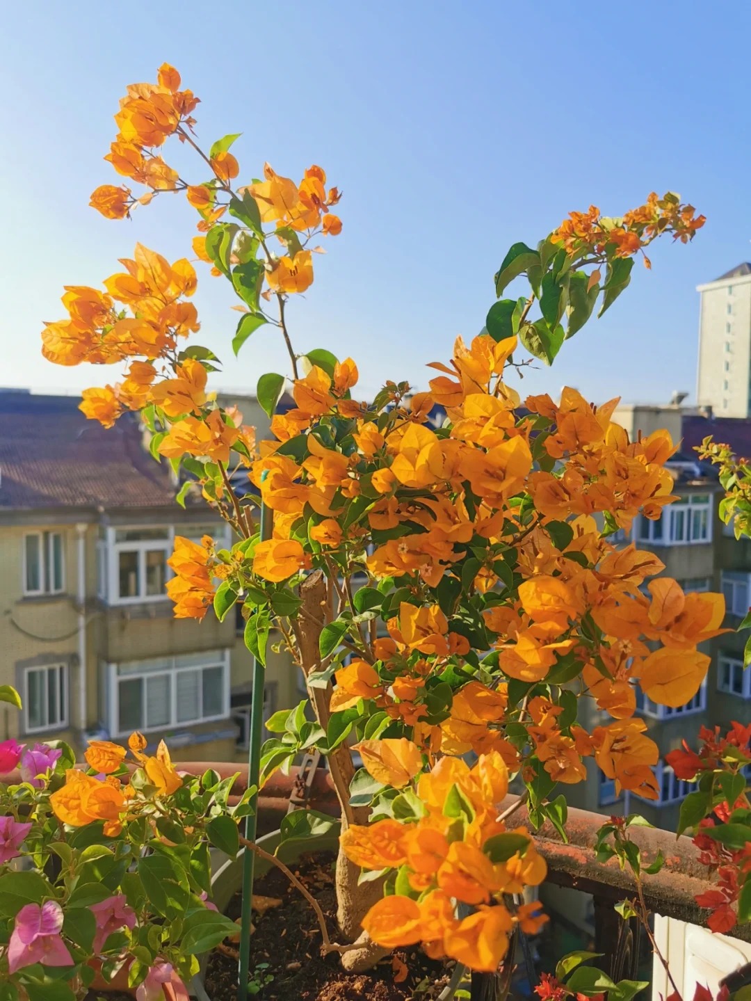 🪴💐Gartenpracht: Bunte Bougainvillea-Samen🌿
