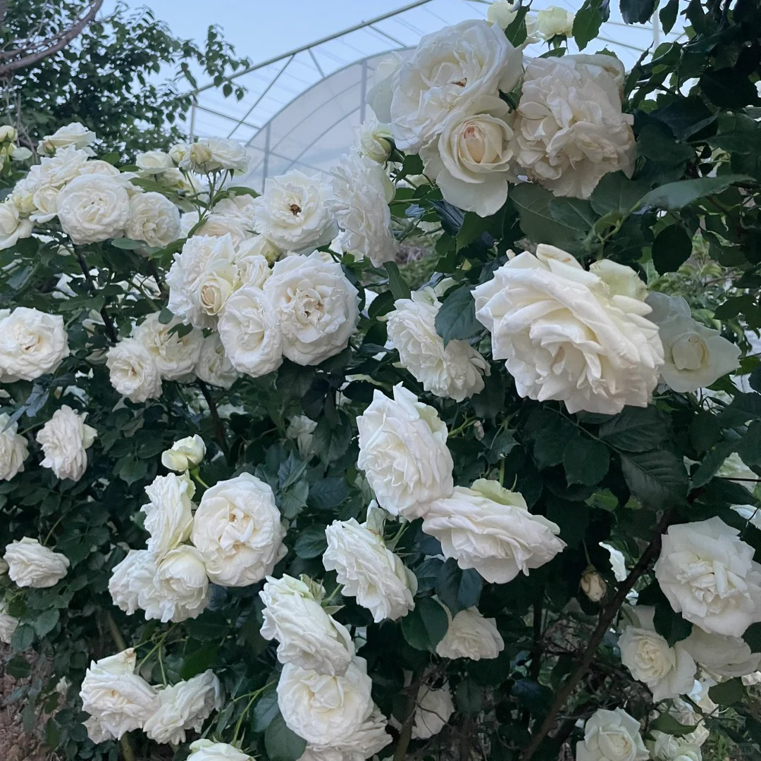 🔥Hot Sale🔥Climbing Rose Seeds