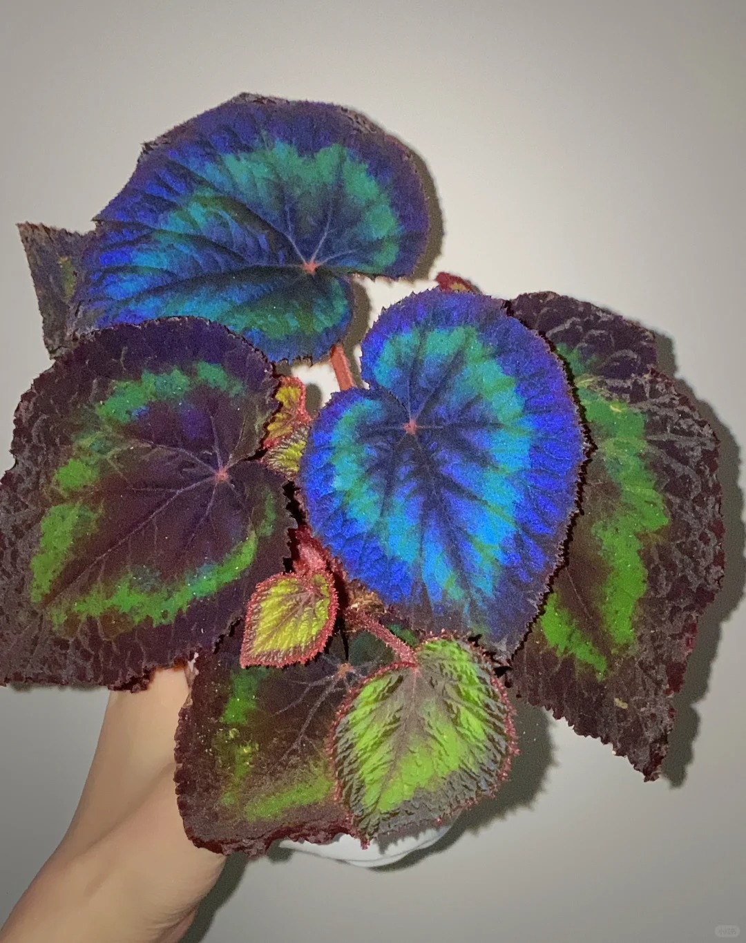 🍁🌿 Explore Nature's Beauty: Begonia grandis Product Overview and Planting Guide! 🌟🌱