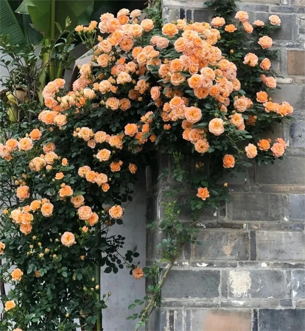 💥Gartenjuwel: 💐Mehrfarbige Kletterrose🌹✨40%OFF