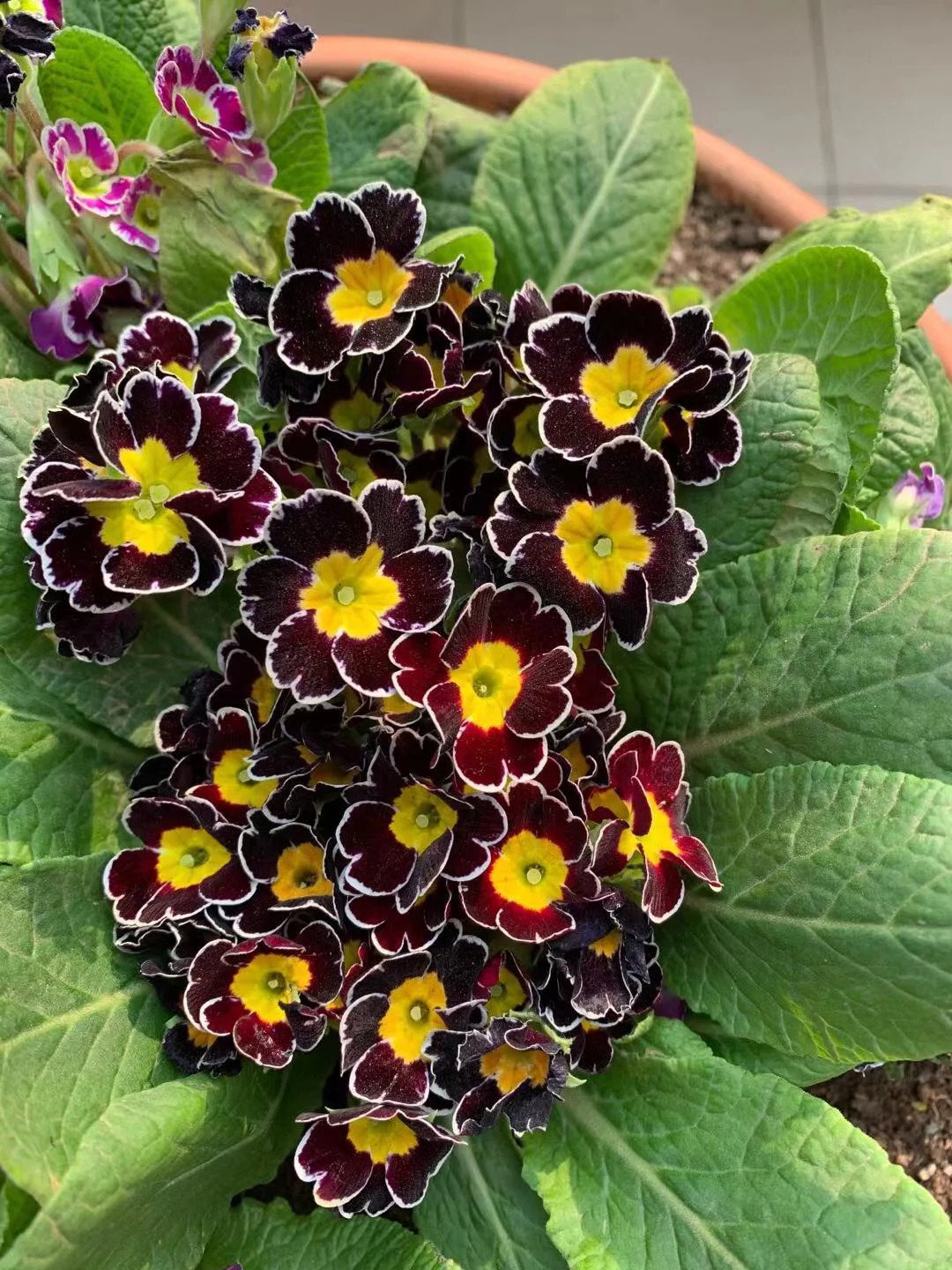 💐🌱One seed for one bouquet：💖Christmas Rose Seeds🌹