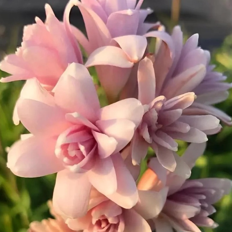 💗Special Promotions🌟Tuberose🌸30% off🪴