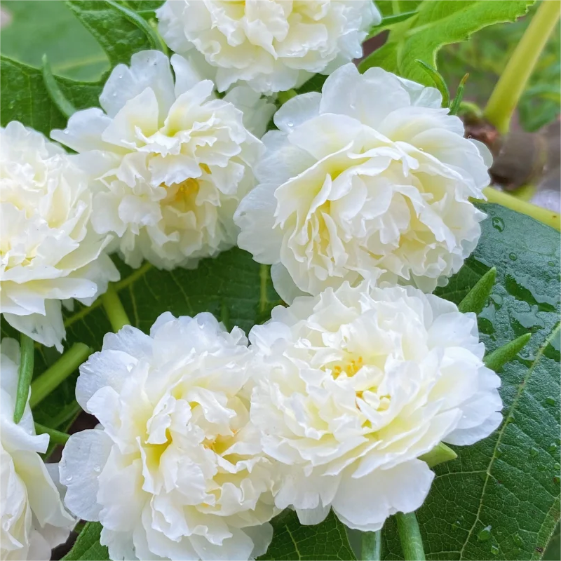 🌈Doppelblättrige Sonnenblume🌻Bringen Sie Ihren Garten zum Strahlen✨