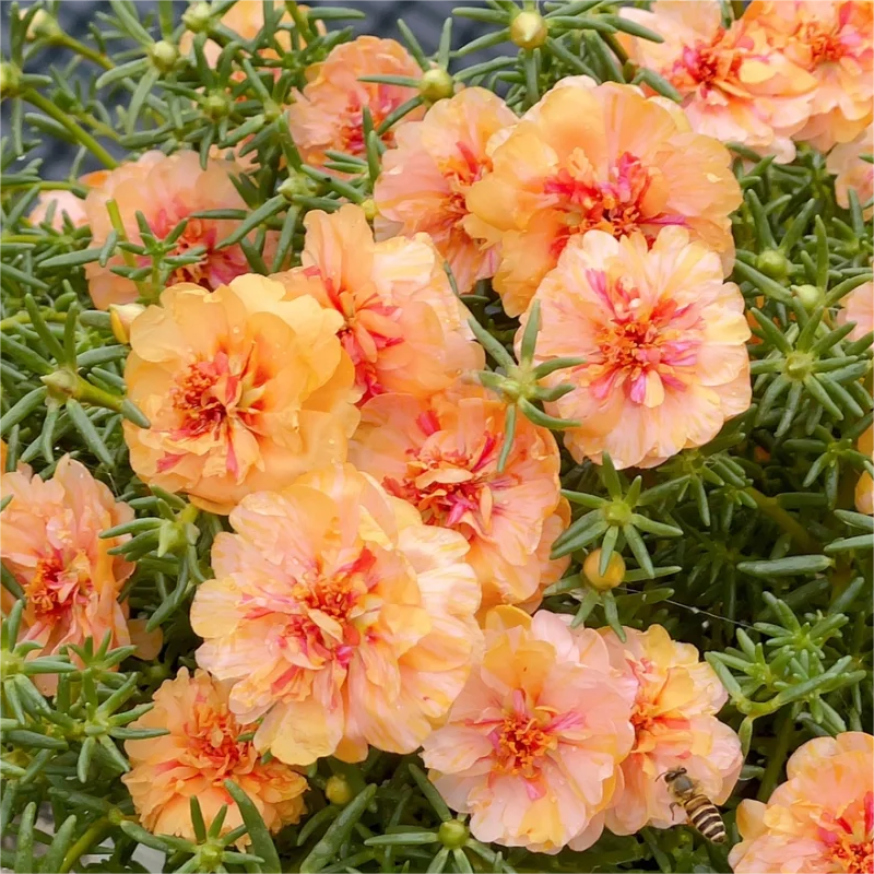 🌈Doppelblättrige Sonnenblume🌻Bringen Sie Ihren Garten zum Strahlen✨