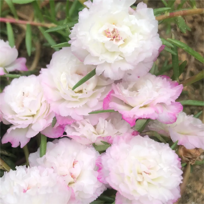 🌈Doppelblättrige Sonnenblume🌻Bringen Sie Ihren Garten zum Strahlen✨