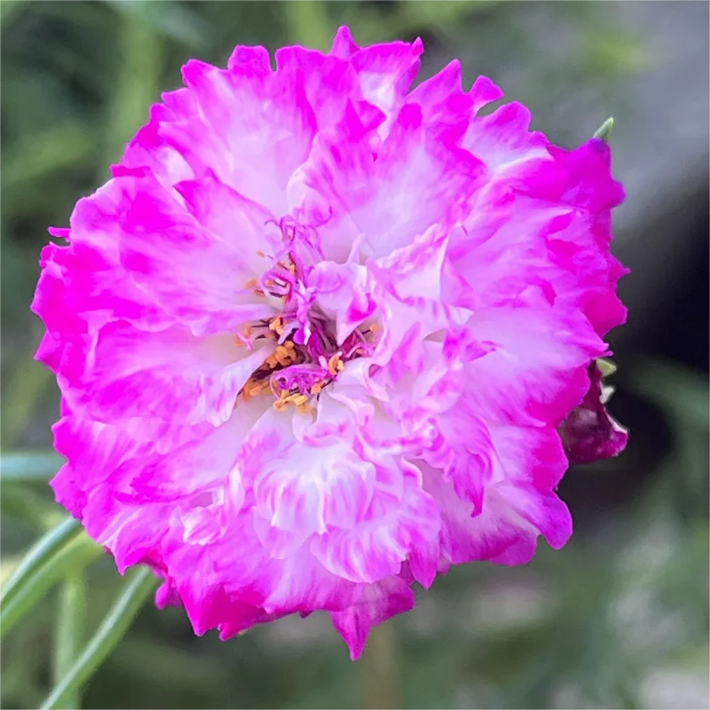 🌈Doppelblättrige Sonnenblume🌻Bringen Sie Ihren Garten zum Strahlen✨