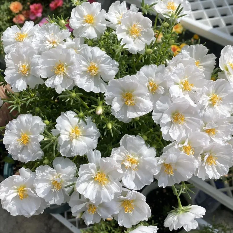 🌈Doppelblättrige Sonnenblume🌻Bringen Sie Ihren Garten zum Strahlen✨