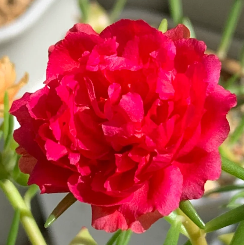 🌈Doppelblättrige Sonnenblume🌻Bringen Sie Ihren Garten zum Strahlen✨