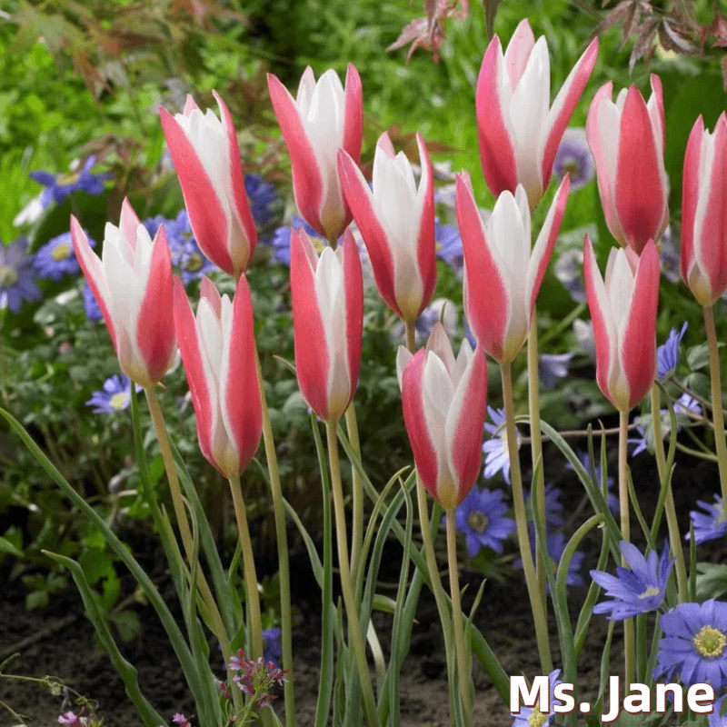 🌷 Botanical Tulip Bulbs🌷