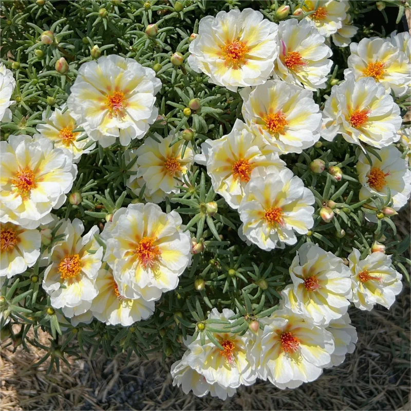 🌈Doppelblättrige Sonnenblume🌻Bringen Sie Ihren Garten zum Strahlen✨