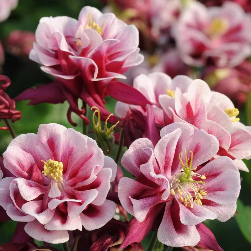 🌟Aquilegia-Samen💥50% Rabatt🌈Dekorieren Sie Ihren Garten