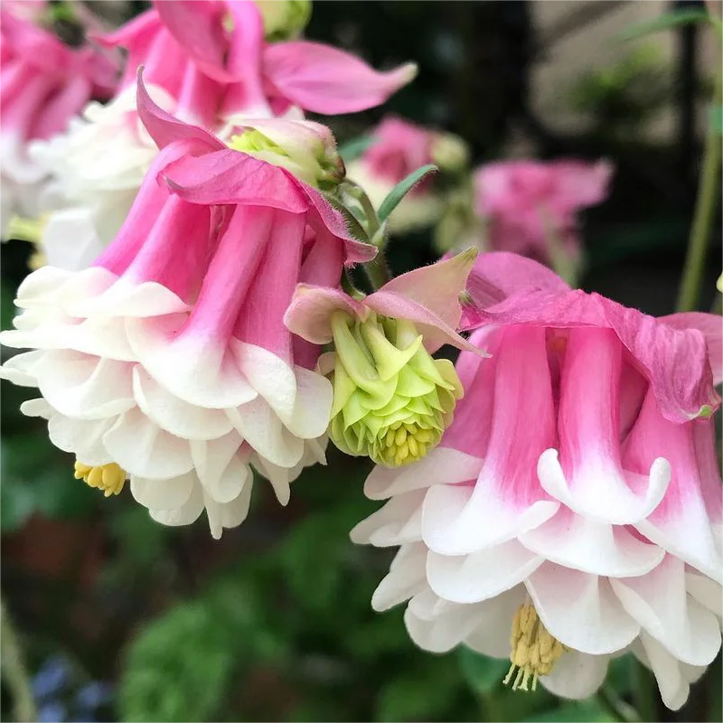 🌟Aquilegia-Samen💥50% Rabatt🌈Dekorieren Sie Ihren Garten