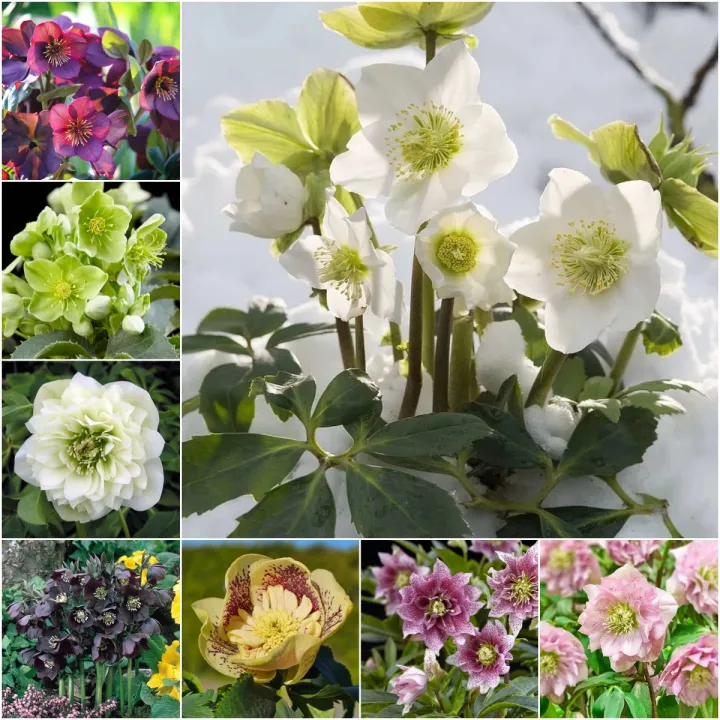 Helleborus Niger🌺Winter Knight Flower☃️