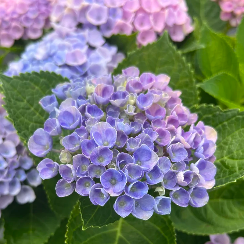 🍀Schönheit der Natur🌈Traum Hortensien Samen🌟Heilen Sie jeden Tag