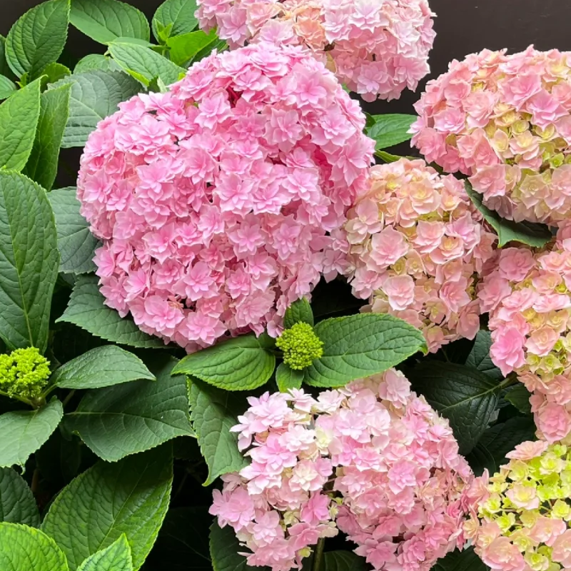 🍀Schönheit der Natur🌈Traum Hortensien Samen🌟Heilen Sie jeden Tag