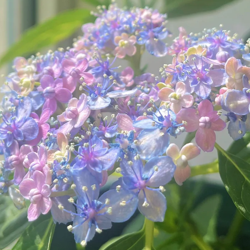 🍀Schönheit der Natur🌈Traum Hortensien Samen🌟Heilen Sie jeden Tag