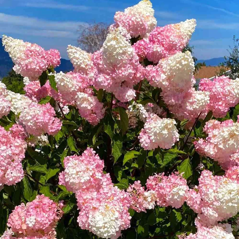 🍀Schönheit der Natur🌈Traum Hortensien Samen🌟Heilen Sie jeden Tag