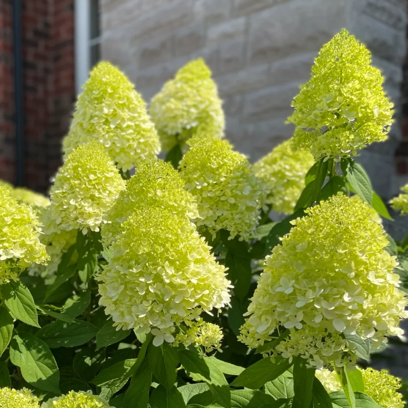 🍀Schönheit der Natur🌈Traum Hortensien Samen🌟Heilen Sie jeden Tag