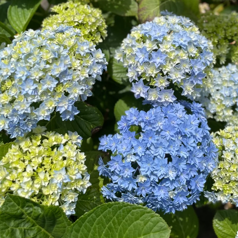 🍀Schönheit der Natur🌈Traum Hortensien Samen🌟Heilen Sie jeden Tag