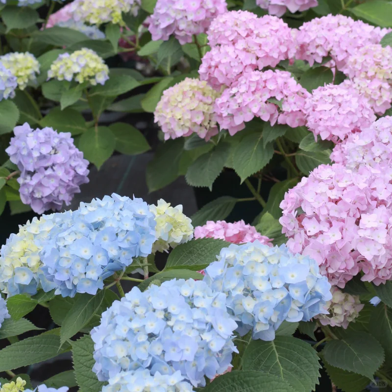 🍀Schönheit der Natur🌈Traum Hortensien Samen🌟Heilen Sie jeden Tag