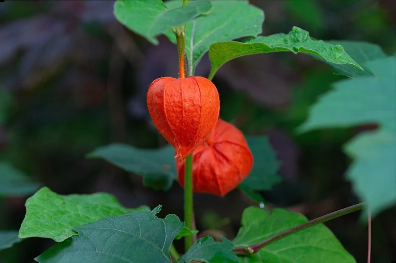 Physalis alkekengi，Strawberry groundcherry，Winter Ground Cherry - Chinese Lantern