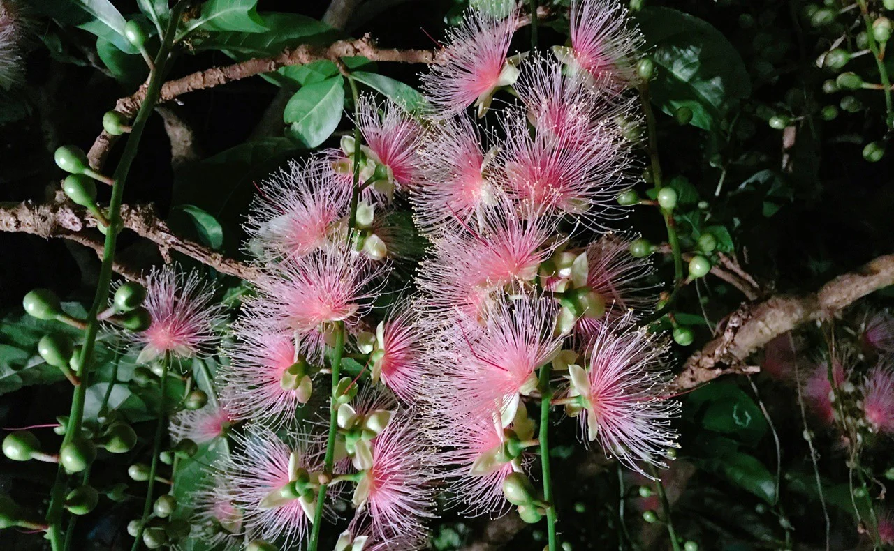 Barringtonia racemosa seeds🌸