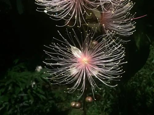 Barringtonia racemosa seeds🌸