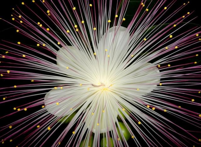 Barringtonia racemosa seeds🌸