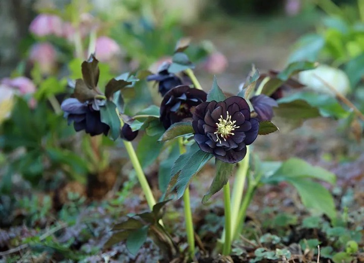 Christmas Rose-Black Hellebore