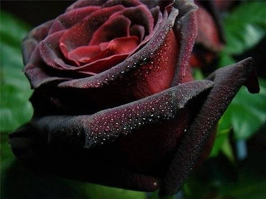 Black Baccara True Blood Hybrid Tea Rose Flower Seeds