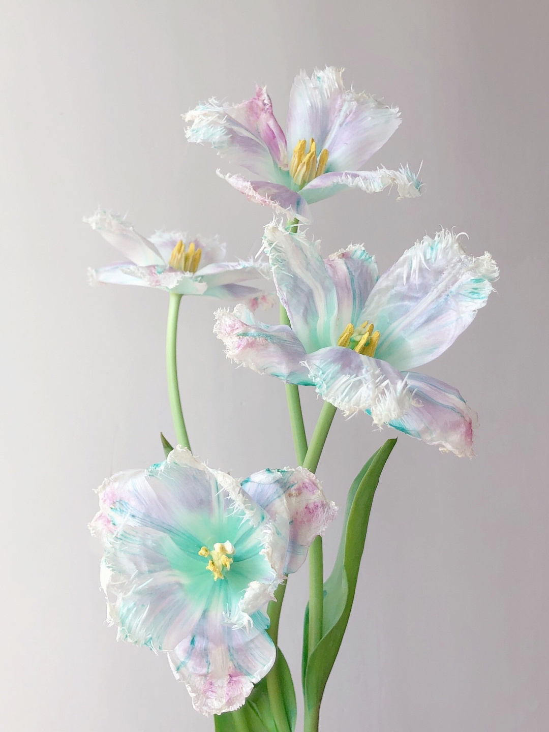 Aurora Tulip - Bonsai