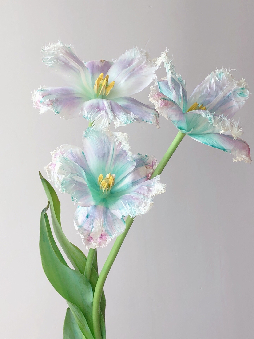 Aurora Tulip - Bonsai