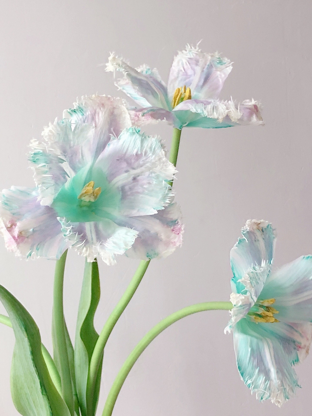 Aurora Tulip - Bonsai