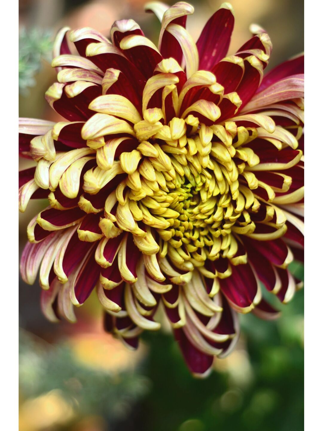 Golden-Backed Scarlet Chrysanthemum