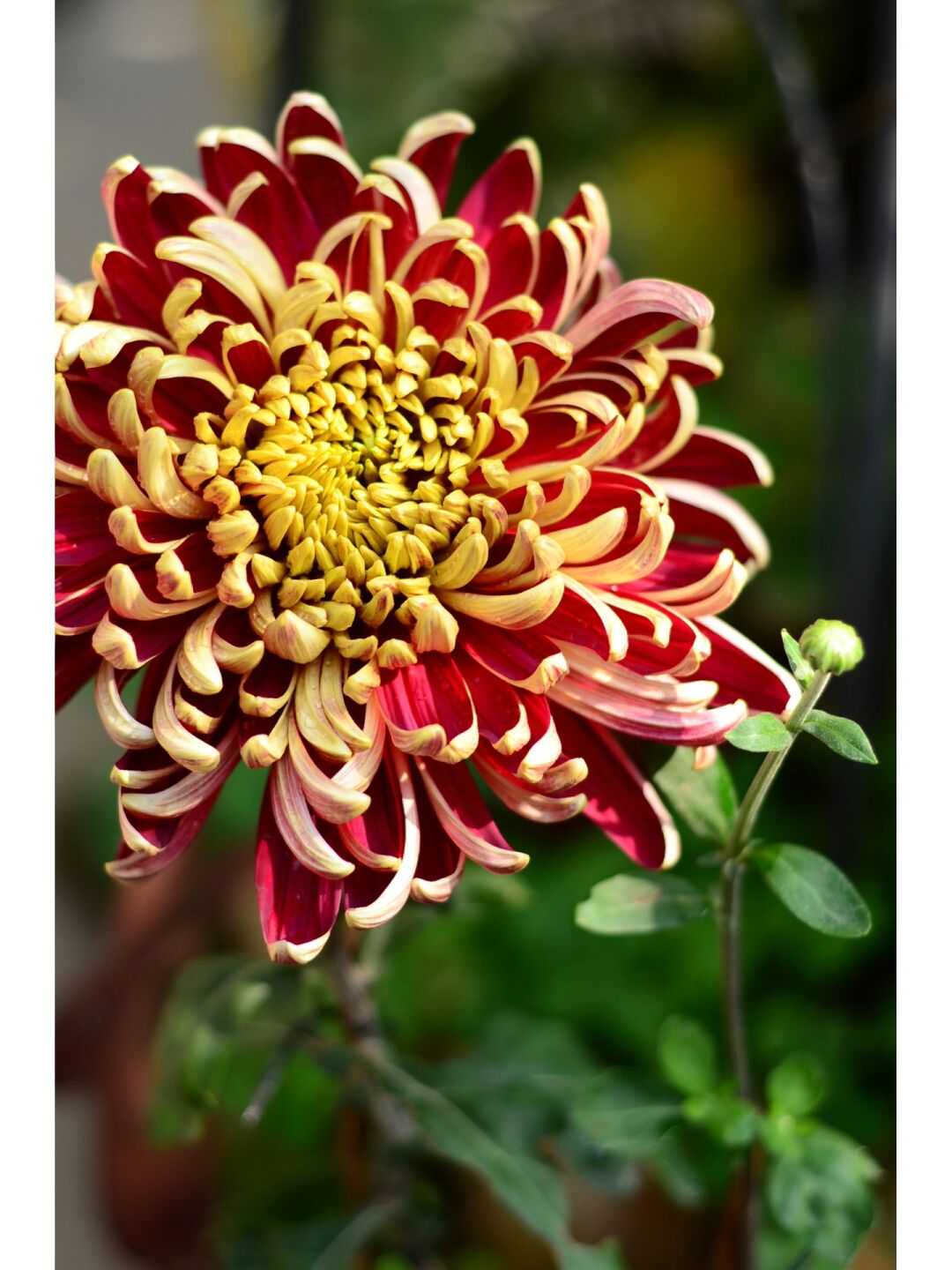 Golden-Backed Scarlet Chrysanthemum