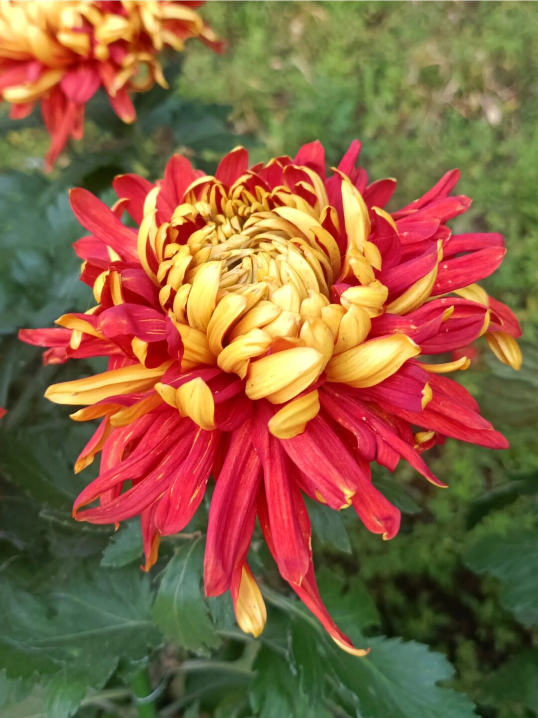 Golden-Backed Scarlet Chrysanthemum