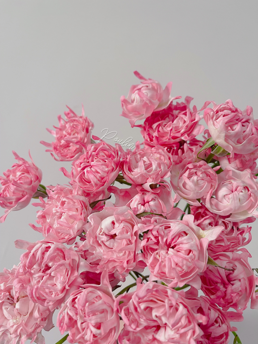 Rare Pink Kite Roses