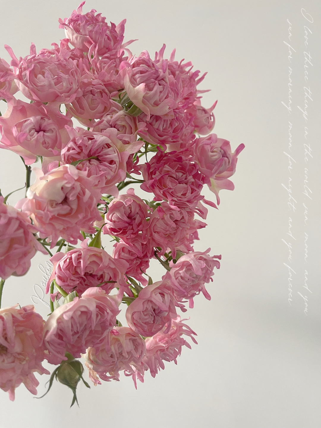 Rare Pink Kite Roses